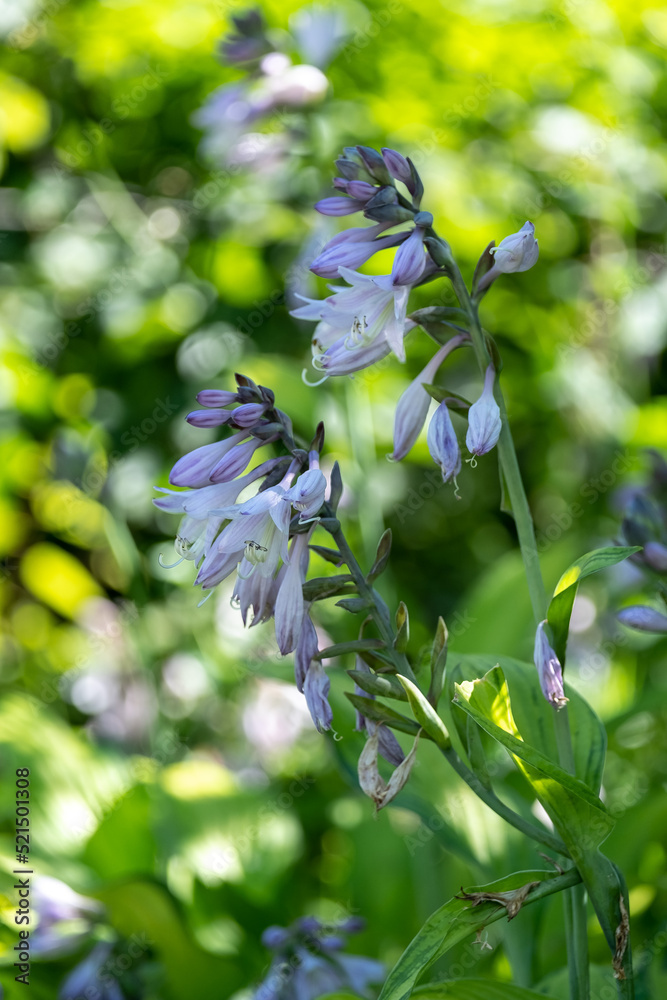 White hosta flower blooms in the park, beautiful summer light White hosta flower blooms in the park, beautiful summer light