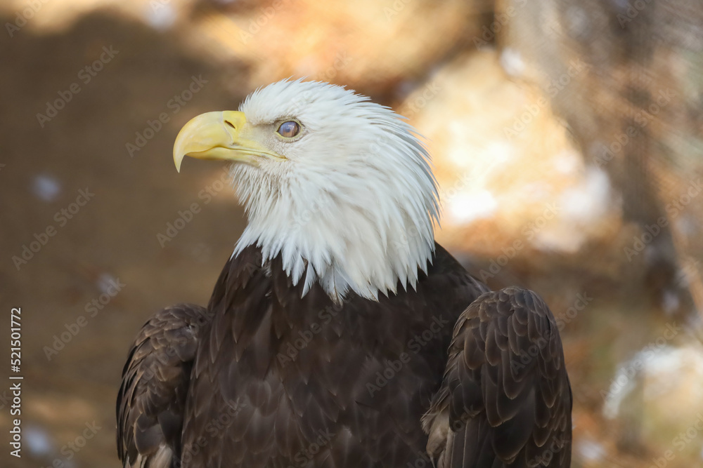 Fototapeta premium A northern bald eagle and a view of the third eyelid or nictitating membrane which protects the eye.