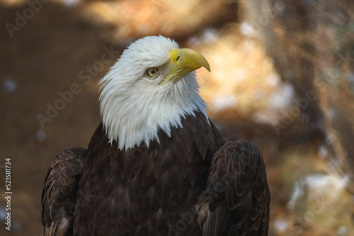 Close up view of a northern bald eagle's profile.