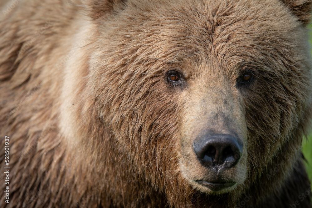 Face of Alaskan Brown bear