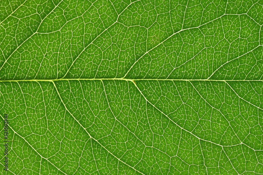 Leaf texture of wallnut tree, macro. Leaf texture of wallnut tree, macro.