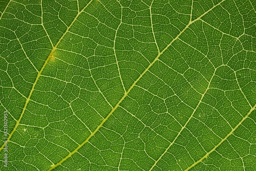 Leaf texture of wallnut tree, macro. Leaf texture of wallnut tree, macro.