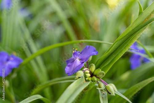 photo macro d une fleur sauvage violette