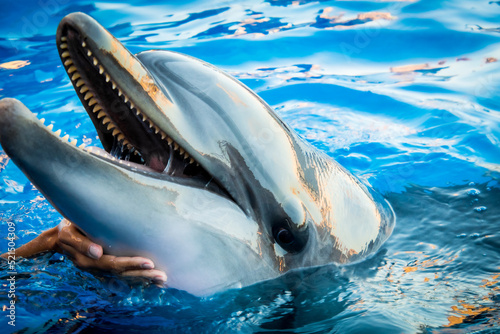 Wallpaper Mural Dolphin smile in water scene with hand under throat Torontodigital.ca