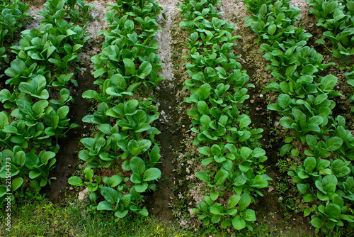 Mustard greens growing in farm fields