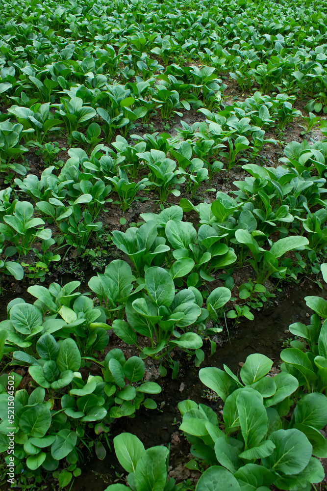Mustard greens growing in farm fields Mustard greens growing in farm fields