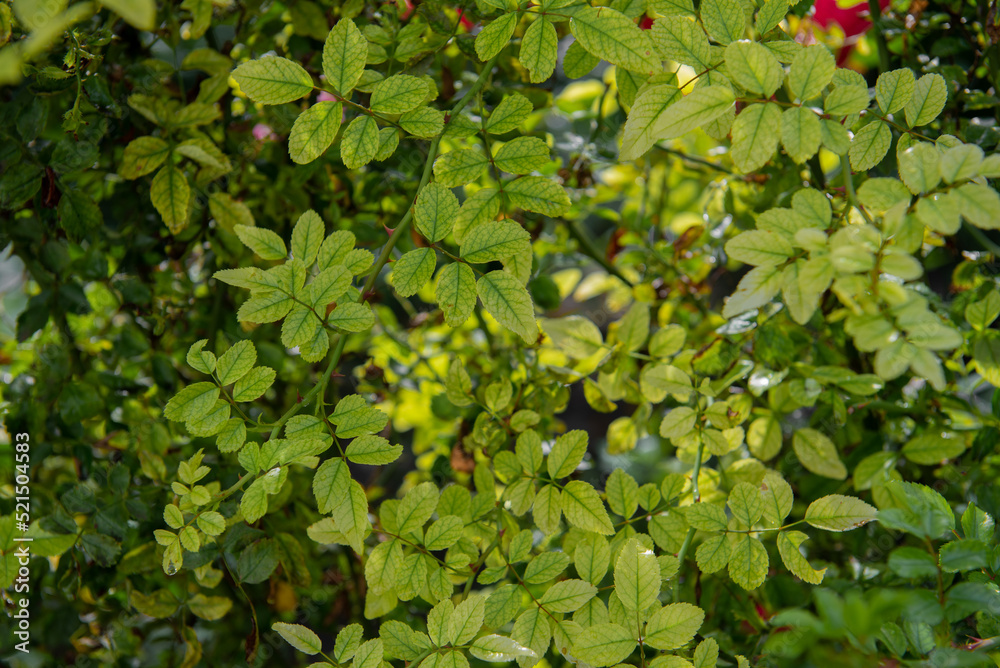Obraz premium Leaves of wild rose flower