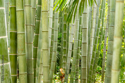 Fototapeta Naklejka Na Ścianę i Meble -  Forêt de bambous en texture