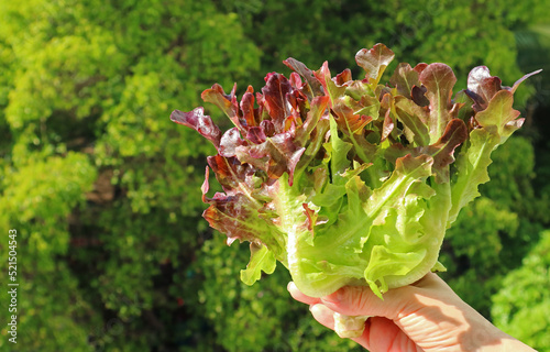 Bunch of Red Oak lettuces in Hands with Blurry Green Foliage in the Backdrop photo