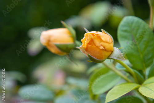 Orange rose buds before blooming