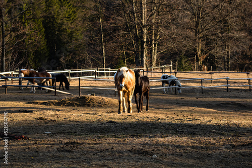 Horses grazing in a field near the paddock