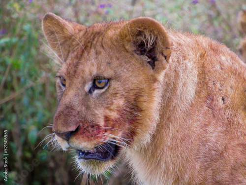 Φωτογραφία Lion cubs at a Serengeti visitor's camp