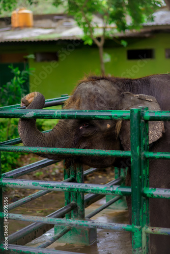 Elephants in captivity or cages