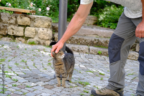 Photography man affectionately strokes young cat of tabby color, concept of survival of main