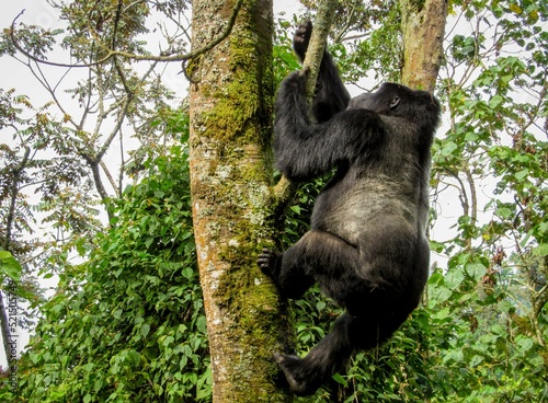 A male Mountain Gorilla climbing a tree at Bwindi Impenetrable Forest, Uganda