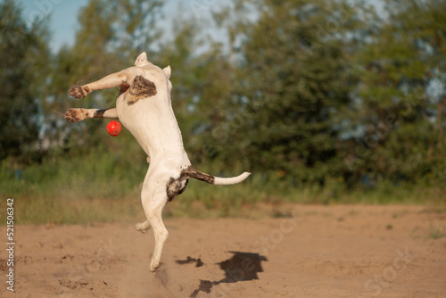 American Staffordshire Terrier jumping for ball in outdoors