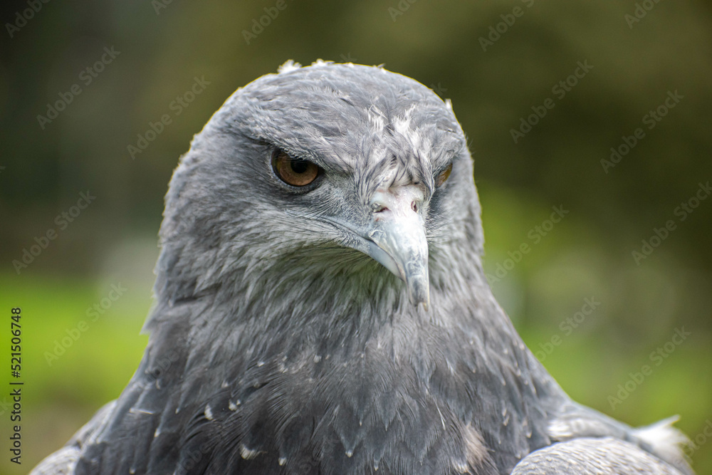 Fototapeta premium Geranoaetus melanoleucus, close-up of an eagle turning its head..