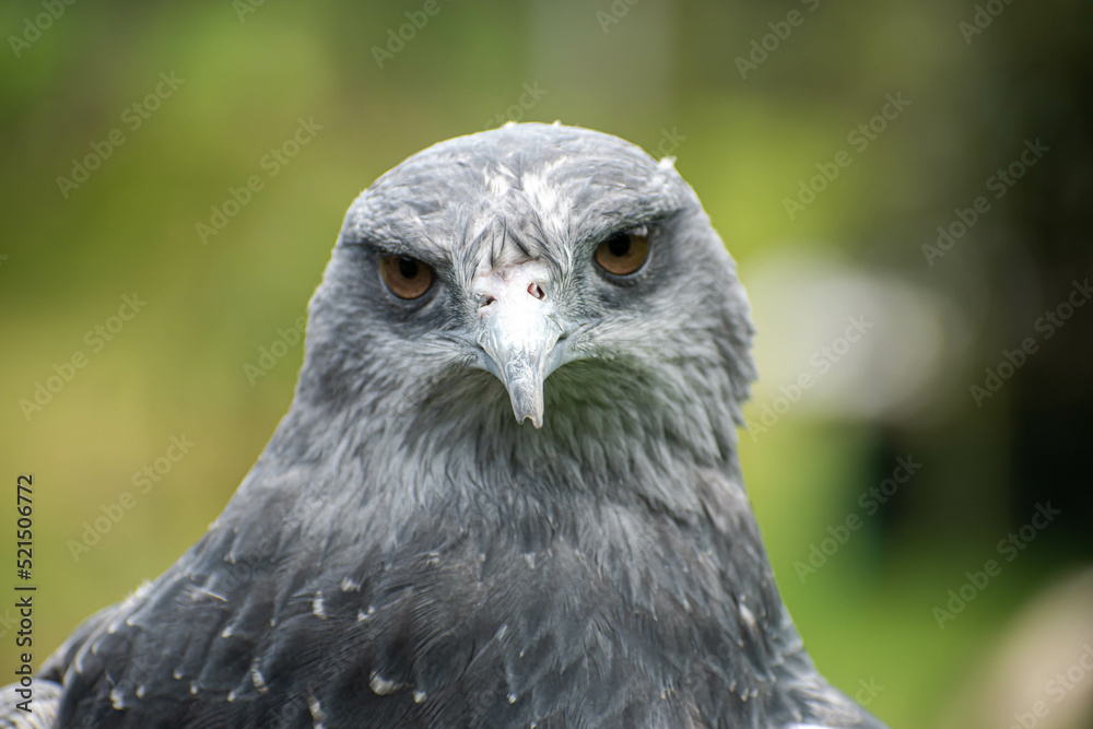 Obraz premium Geranoaetus melanoleucus, close-up of a moorland eagle looking at the camera