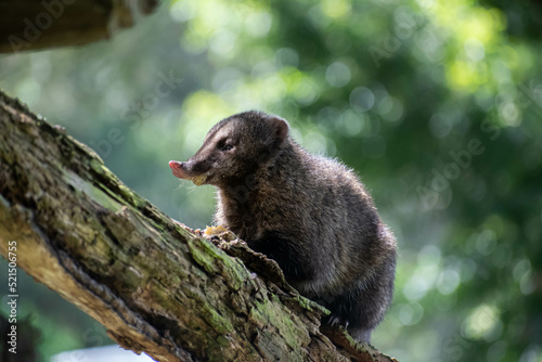Quadro em tela Nasuella olivacea, Andean mountain coati on a tree branch eating a quail egg