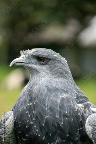 Geranoaetus melanoleucus, close-up of an eagle looking to the side in vertical format..