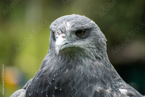 Geranoaetus melanoleucus, close-up of a three-quartered eagle with its gray plumage..