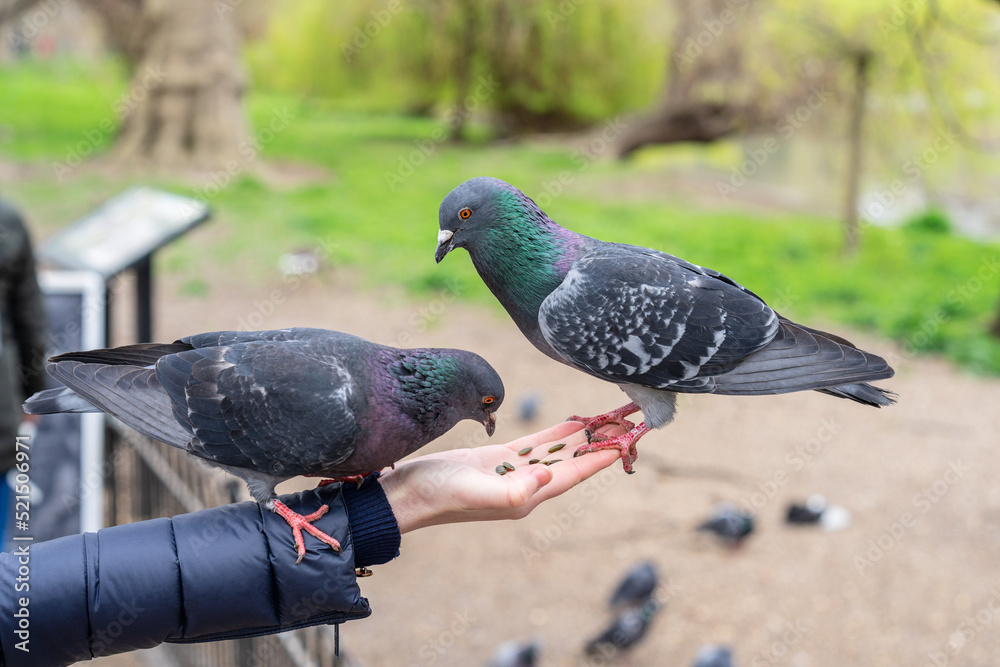 Obraz premium Feeding pigeons in the park. Woman feeds pigeons in London park