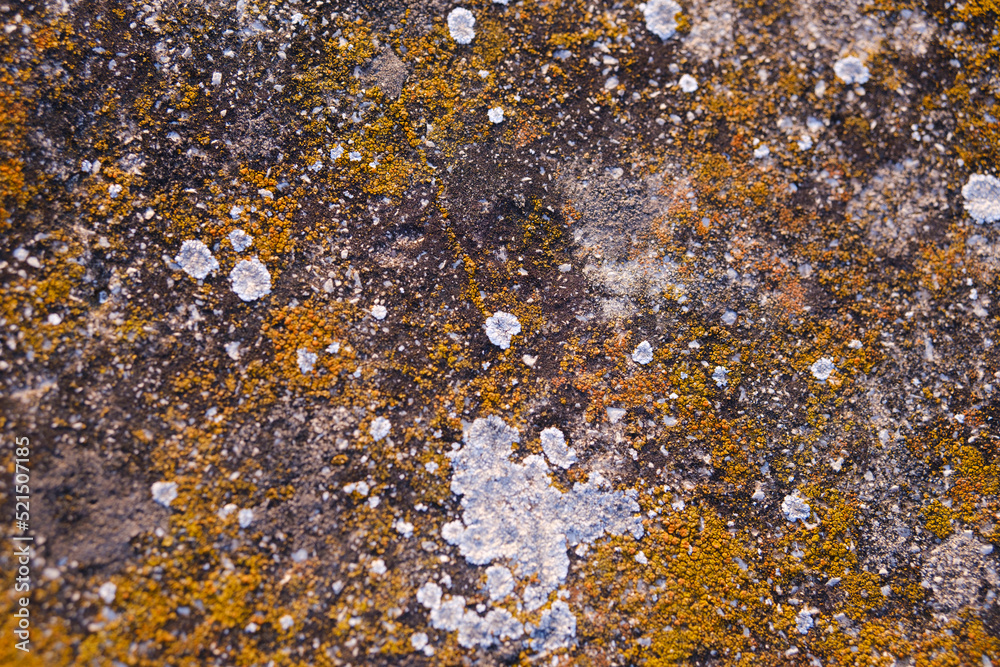 Yellow mold texture on top of a stone.