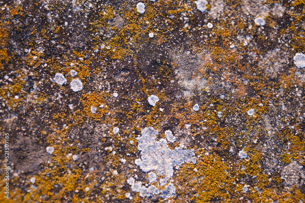 Yellow mold texture on top of a stone. Yellow mold texture on top of a stone.