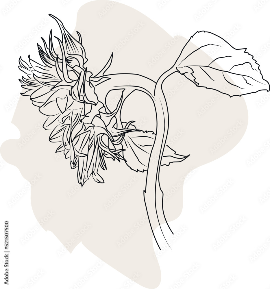 Sunflower flower. Floral botanical flower. Isolated illustration element. hand drawing wildflower for background, texture, wrapper pattern, frame or border Sunflower flower. Floral botanical flower. Isolated illustration element. hand drawing wildflower for background, texture, wrapper pattern, frame or border