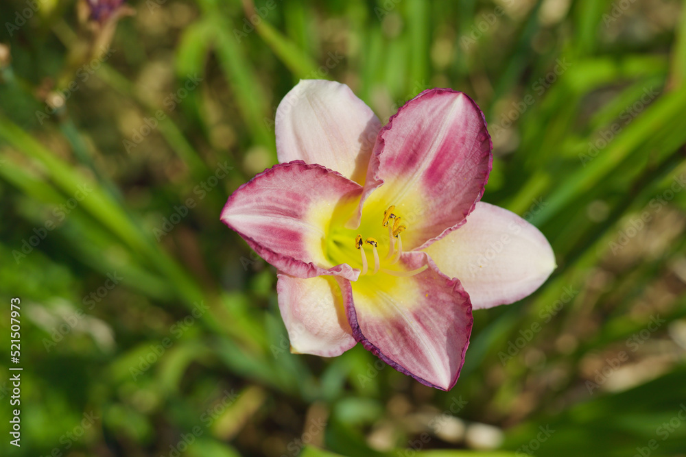 Obraz premium Pink Purple Yellow Lily growing in home garden