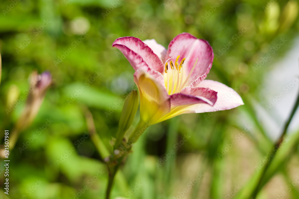Pink Purple Yellow Lily growing in home garden