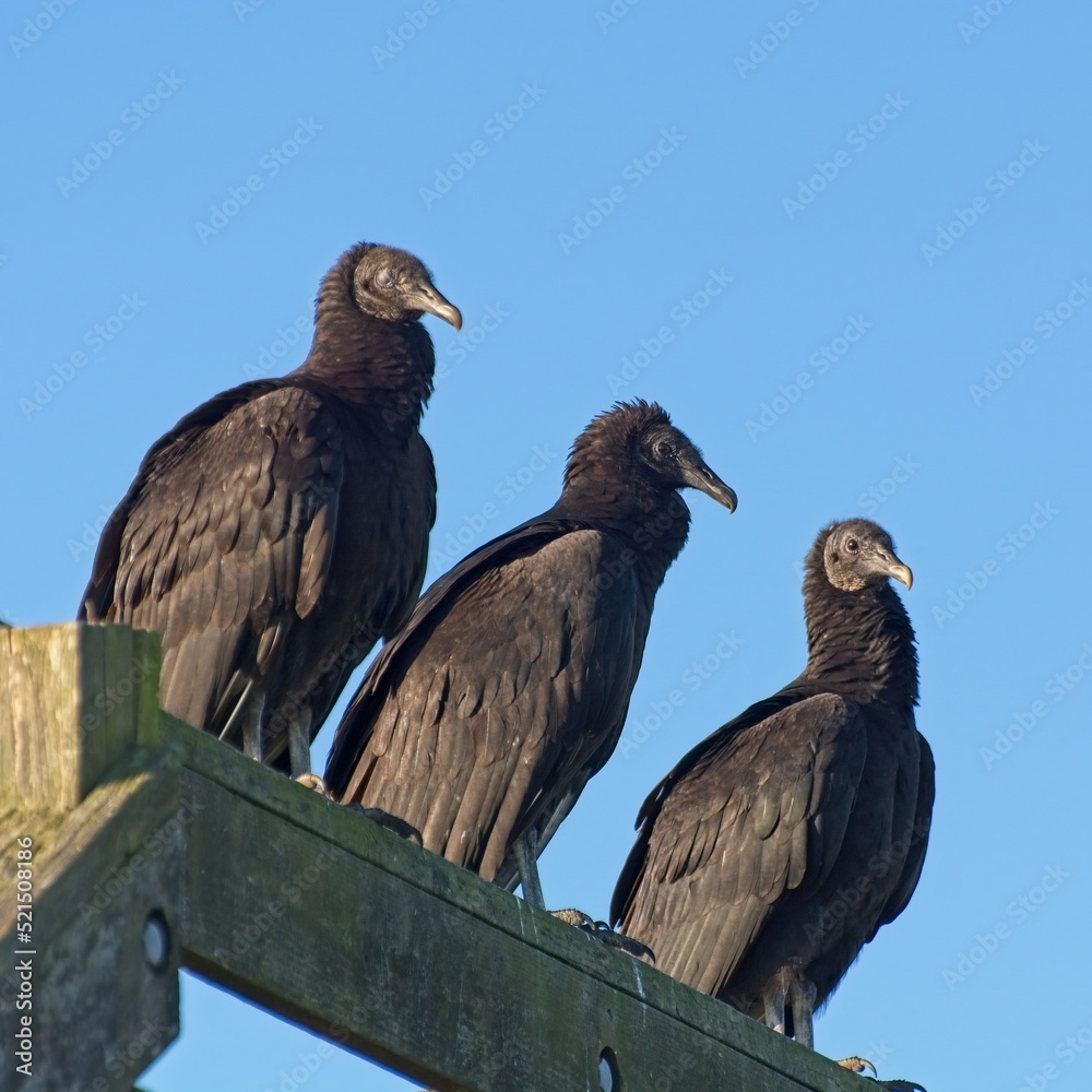 Three black vultures lined up on railing with blue sky in background Three black vultures lined up on railing with blue sky in background
