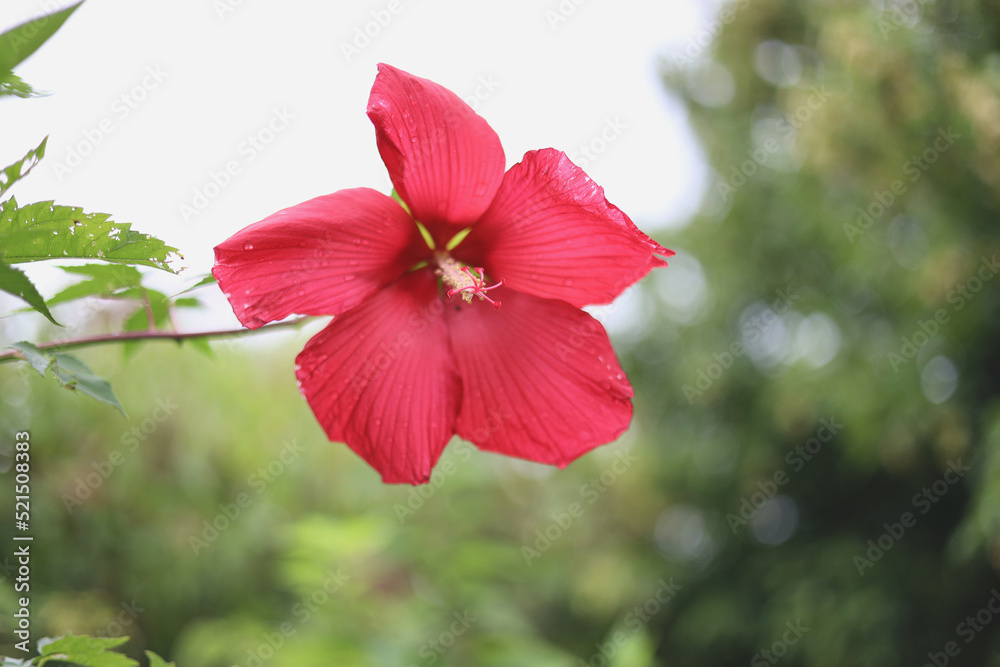 Romantic red flower petals on green and white background festive holiday summer hibiscus Romantic red flower petals on green and white background festive holiday summer hibiscus