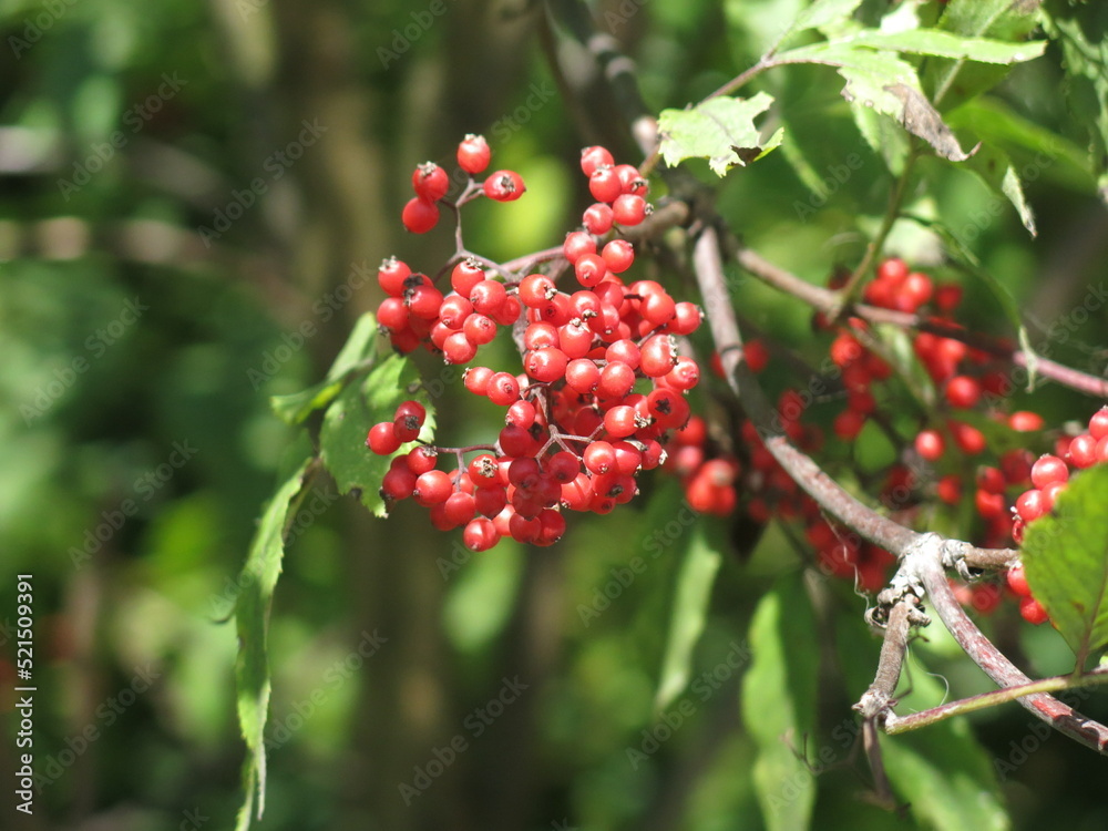 red berries of the poisonous elder ripen on the branches in autumn