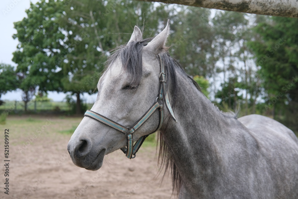 Fototapeta premium Grey horse near the green tree