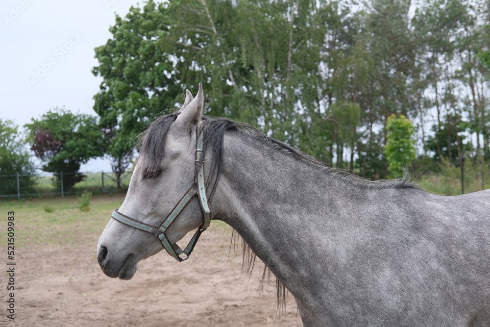 Grey horse near the green tree