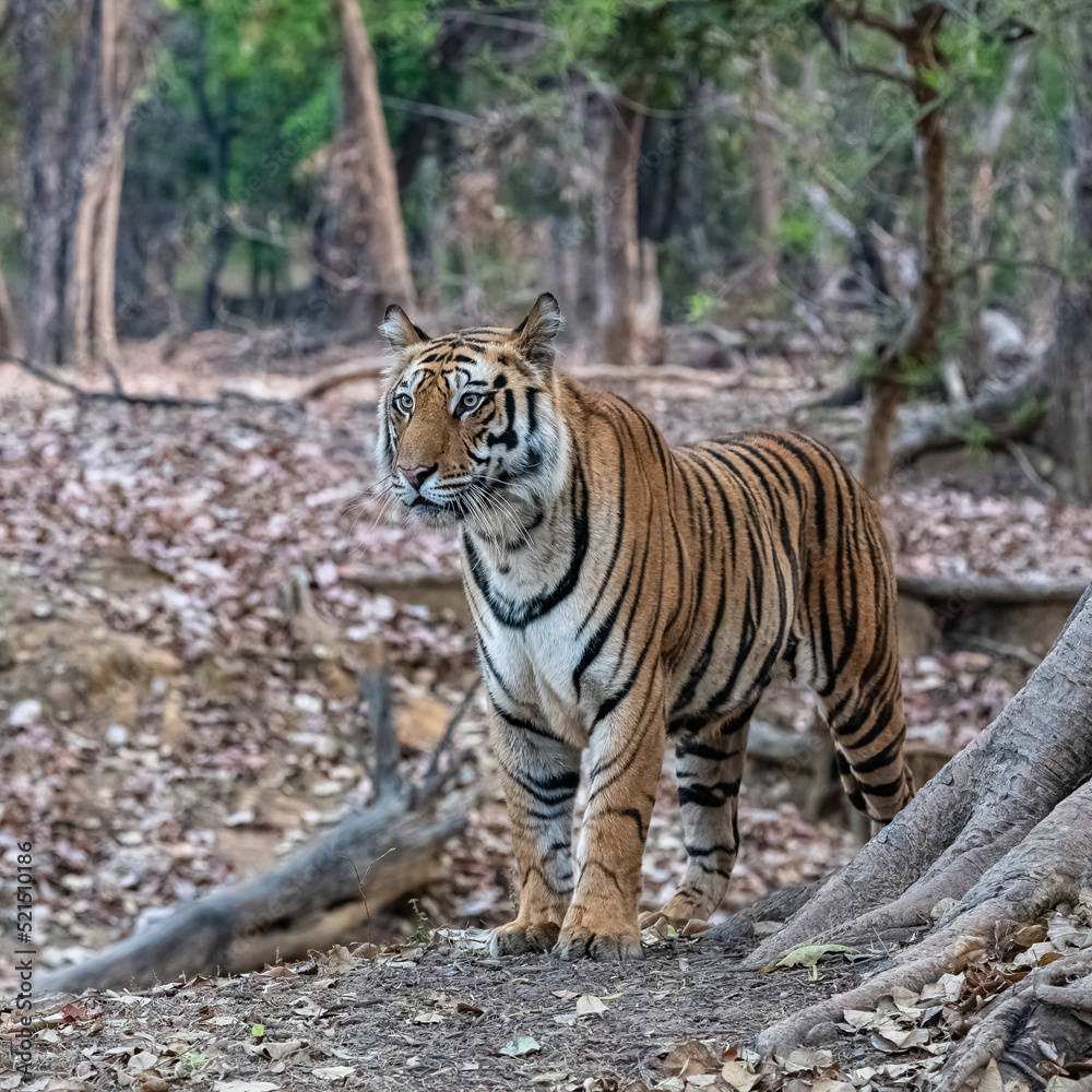 A wild tiger lying in the forest in India, Madhya Pradesh, close portrait
A wild tiger lying in the forest in India, Madhya Pradesh, close portrait