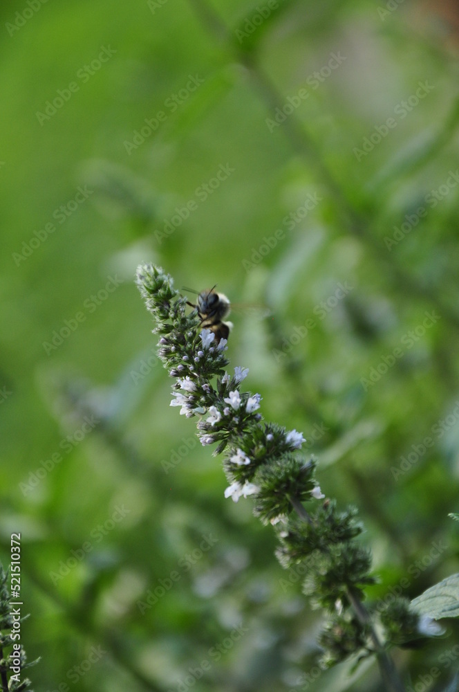 Naklejka premium butterfly on a leaf