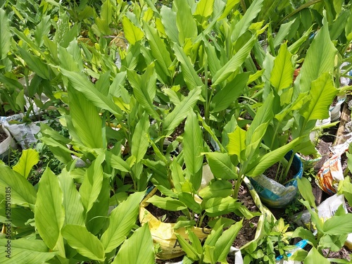 Turmeric (Kaha) plants with nature Background in Sri Lanka 2022.08.05