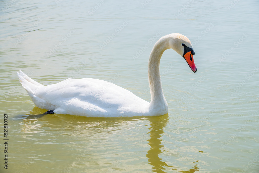 Graceful white Swan swimming in the lake, swans in the wild. Portrait of a white swan swimming on a lake. Graceful white Swan swimming in the lake, swans in the wild. Portrait of a white swan swimming on a lake.