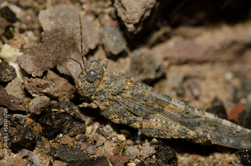 Gran Canaria sand grasshopper Sphingonotus guanchus. La Caleta beach. Agaete. Gran Canaria. Canary Islands. Spain. Gran Canaria sand grasshopper Sphingonotus guanchus. La Caleta beach. Agaete. Gran Canaria. Canary Islands. Spain.