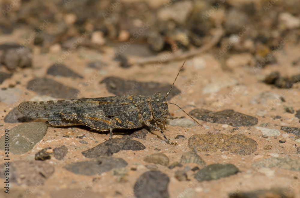 Gran Canaria sand grasshopper Sphingonotus guanchus. La Caleta beach. Agaete. Gran Canaria. Canary Islands. Spain.
