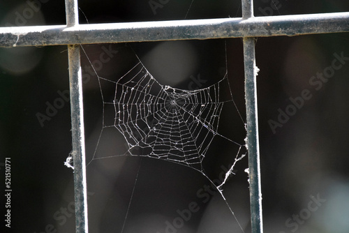 spider web with dew drops