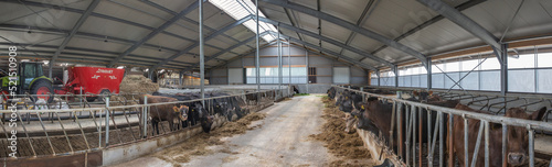 interior cattle barn, modern farm, Netherlands. Panorama.