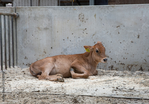 Calf. Calves. interior cattle barn, modern farm, Netherlands. cows.  photo