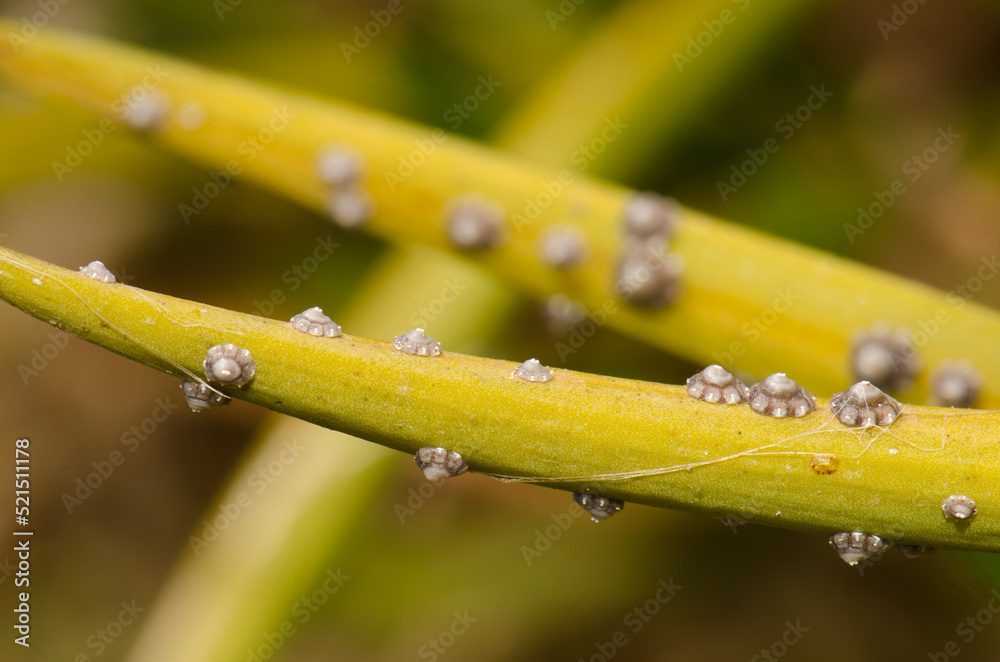 Cochineals Ceroplastes rusci parasitizing the pods of the shrub Periploca laevigata. Troya. Agaete. Gran Canaria. Canary Islands. Spain. Cochineals Ceroplastes rusci parasitizing the pods of the shrub Periploca laevigata. Troya. Agaete. Gran Canaria. Canary Islands. Spain.