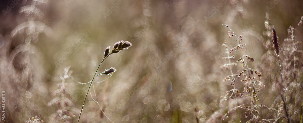 dewy grass on a morning meadow with beautiful light bokeh dewy grass on a morning meadow with beautiful light bokeh