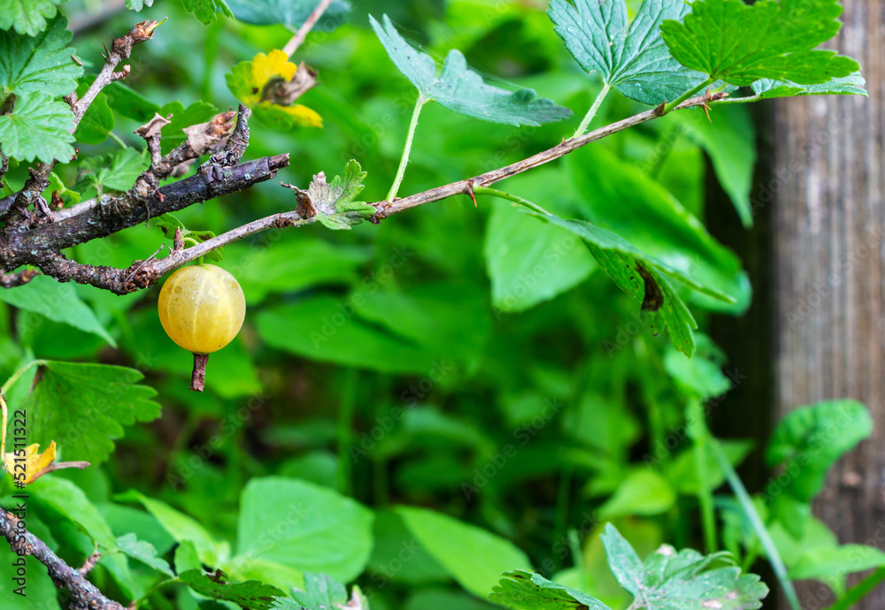 Ripening green gooseberries on a bush in the sunlight Ripening green gooseberries on a bush in the sunlight