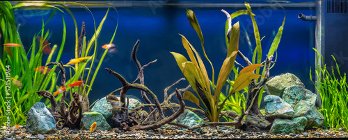 Bilde på lerret Freshwater aquarium with snags, green stones, tropical fish and water plants