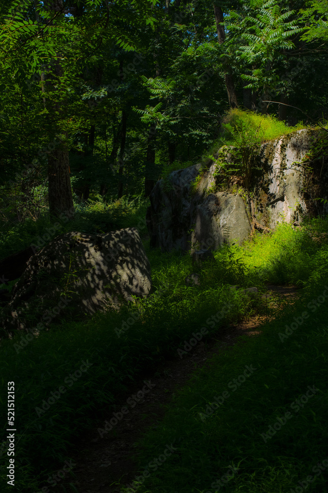 fantasy path in the forest